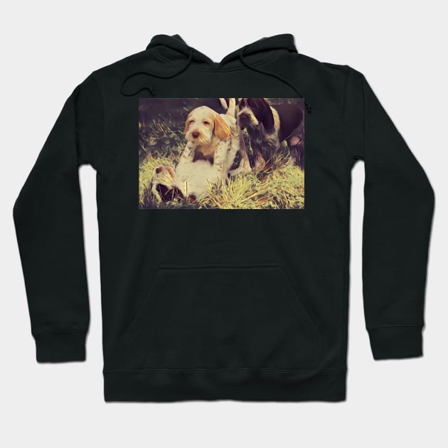 Italian Spinone Puppy Wrestling Hoodie by heidiannemorris